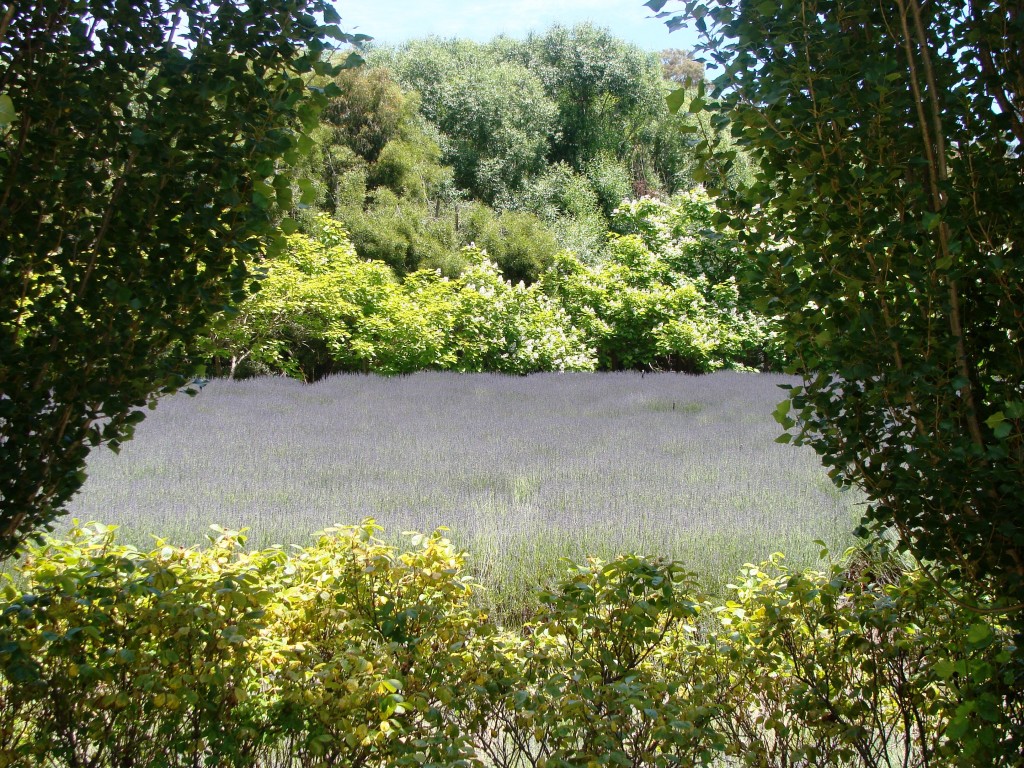 Lavendula Lavender Farm Daylesford