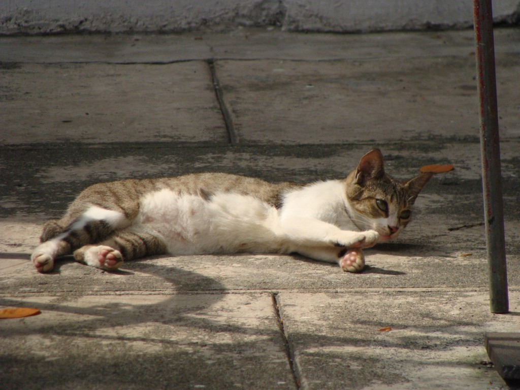 Stray cats in the Philippines