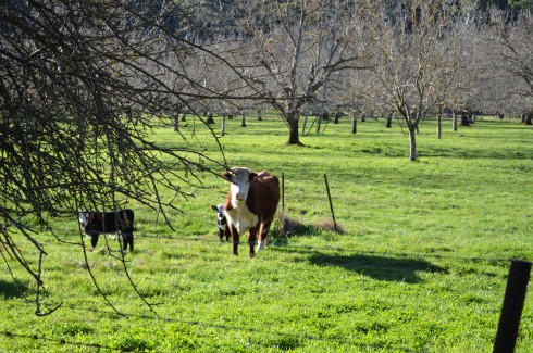 Green pastures and cows along the Rail Trail