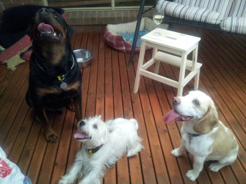 Apollo, Wesley and Cookie awaiting a treat