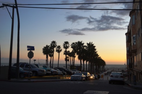 palm trees by sunset at santa monica