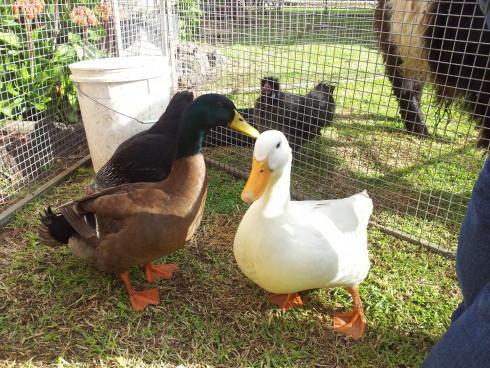 ducks at a kids party
