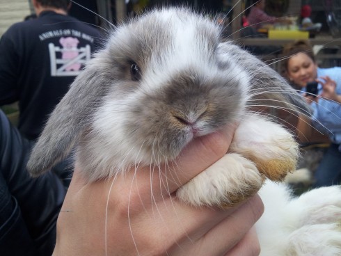 MY lil bunny rabbit