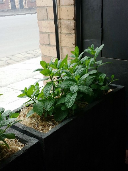 mint at South Of Johnston