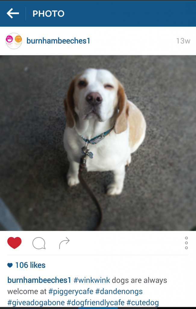 Cookie the beagle featured